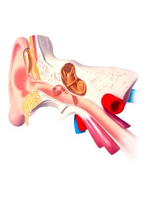 Clínica O.R.L. Doctor Jesús Alonso Alonso gráfico de un oído